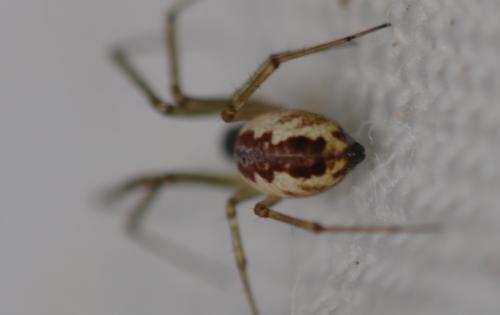 Réf. 343 325 : Neriene peltata